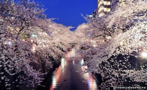 цветущая сакура ночью