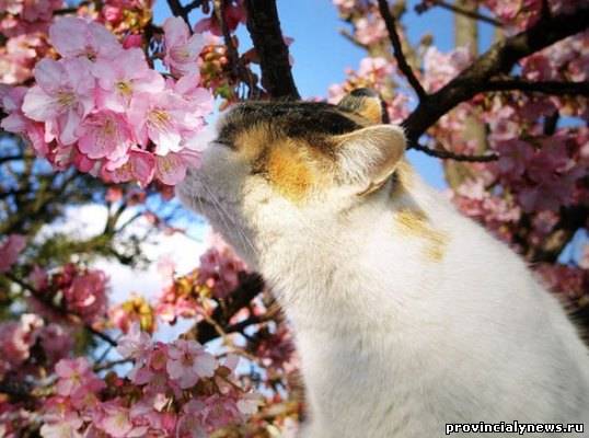 кошка и цветущая сакура