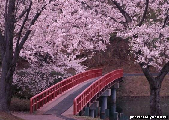 мост под цветущей сакурой