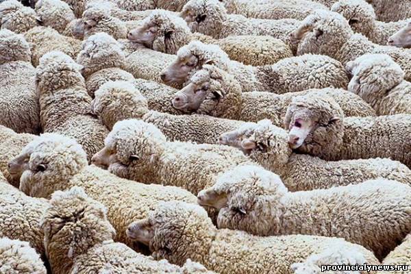 праздник стрижки овец 